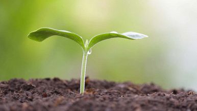 pianta nel terreno con una goccia di rugiada