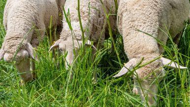 Piuttosto pecora giusta, che lupo grasso proverbio significato origine