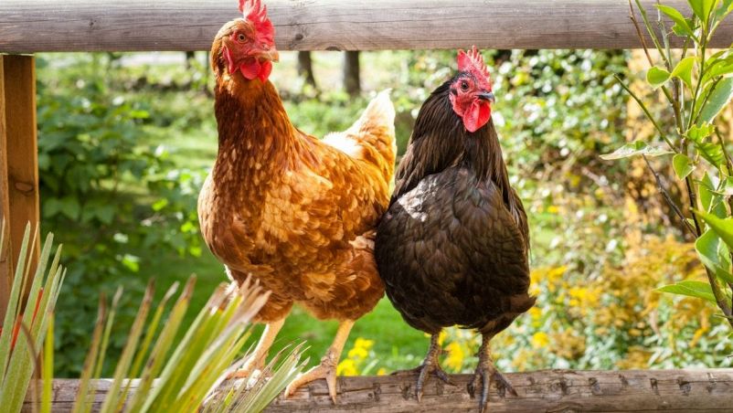 Ragazzi e polli non sono mai satolli: origine