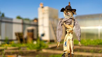 A cavallo di fuoco, uomo di paglia, a uomo di paglia, cavallo di fuoco