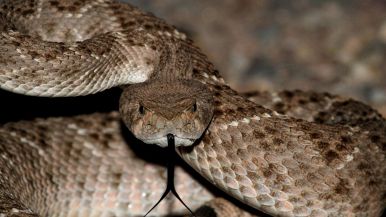 Sulla pelle della serpe nessuno guarda alle macchie proverbio