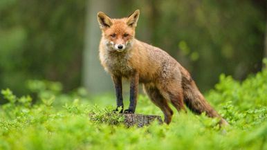 origine e significato proverbio Tutte le volpi si ritrovano in pellicceria