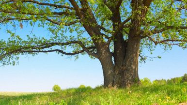 Tutti abbiamo un ramo nel tronco della pazzia proverbio significato