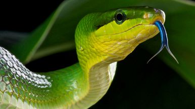 Vicino alla serpe c'è il biacco