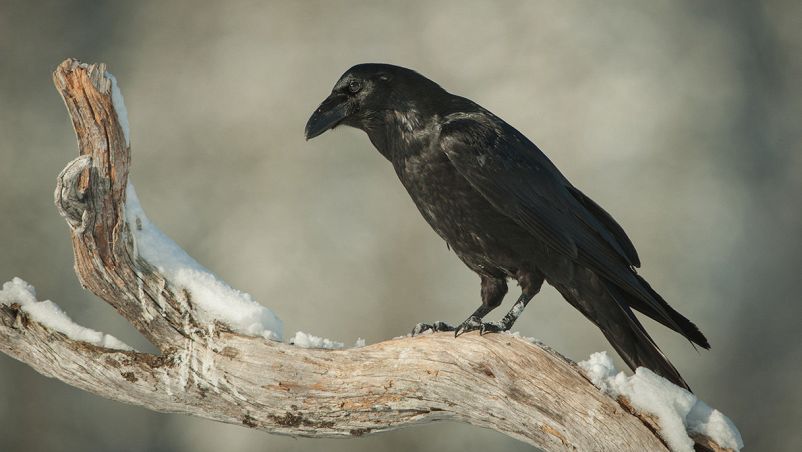 Un esemplare di corvo comune sopra il ramo di un albero