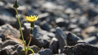 Un fiore giallo sboccia tra le macerie come simbolo di speranza