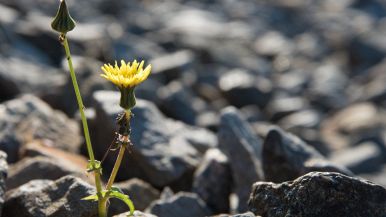 Sulla sinistra un girasole e un bocciolo ancora chiuso germogliano in un’arida pietraia: forza propulsiva della natura, energia vitale, fiducia verso il futuro