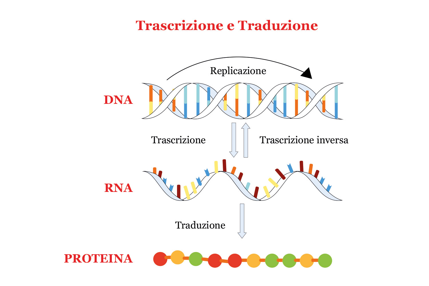 Studia Le Proteine E Il Dna DNA e RNA, sintesi proteica e mutazioni