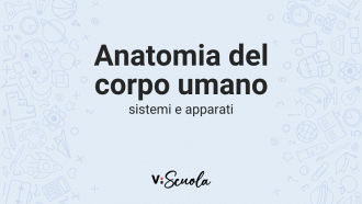 anatomia-corpo-umano