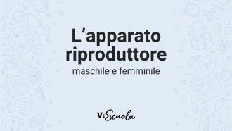 apparato-riproduttore-maschile-femminile