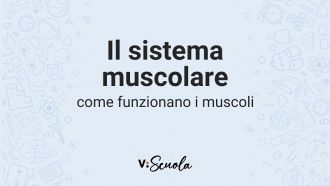 sistema-muscolare