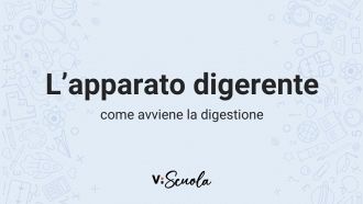 apparato-digerente