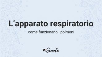 apparato-respiratorio