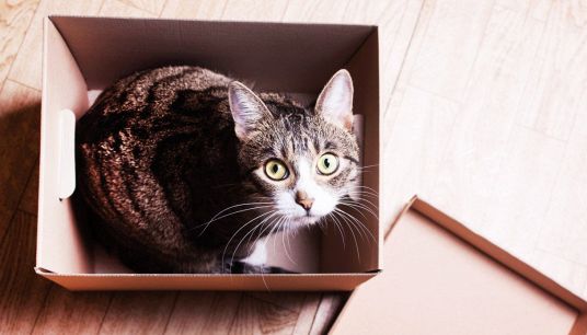 Gatto di Schrodinger: nuovo record della fisica quantistica