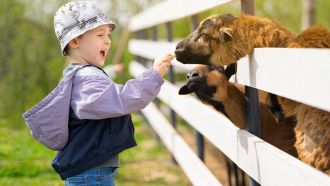 quiz-nomi-animali-inglese
