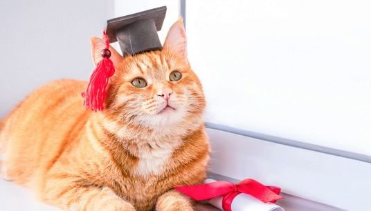 A Bologna arriva la "laurea" per cani e gatti