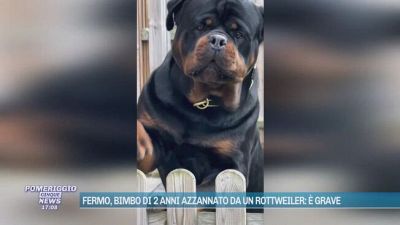 Fermo, bimbo di 2 anni azzannato da un rottweiler: è grave