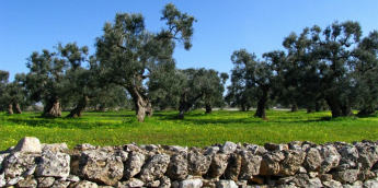Società Cooperativa Agricola ACLI alberi di ulivi