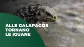 Le iguane delle Galapagos