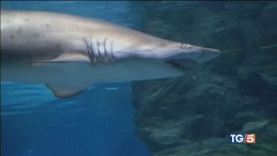 Terrore nel Mar Rosso squalo uccide italiano