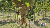 Gusto di Vino: vigneto di Garganega