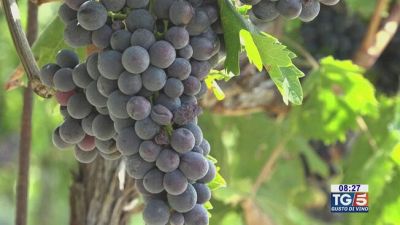 Gusto diVino: Rosso Apiceno Superiore