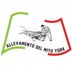 Allevamento del Mito York logo