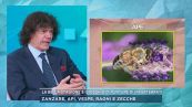 La bella stagione e il rischio di punture di invertebrati