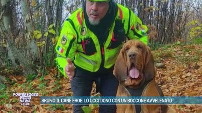 Bruno il cane eroe: lo uccidono con un boccone avvelenato