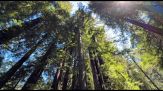 Armstrong Redwoods: la cattedrale verde delle sequoie millenarie