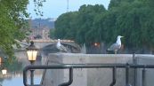 Roma invasa dai gabbiani, disagi e polemiche