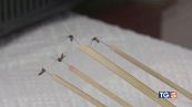 Virus West Nile 7 casi nel Lazio