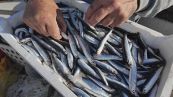Il mare è sempre più caldo, nel Mediterraneo è allarme acciughe