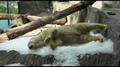 Gli orsi polari sfidano il caldo con ghiaccio e gelati allo zoo di Praga