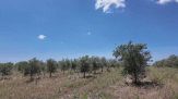 In Salento le razzie dei predoni degli ulivi resistenti alla Xylella