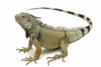 Veterinario Animali Esotici Iguana animale esotico