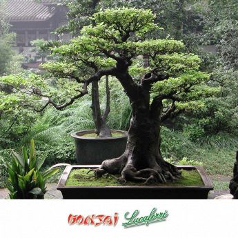 bonsai 4