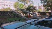 Roma, 614 alberi caduti in 10 mesi, la procura presenta il conto