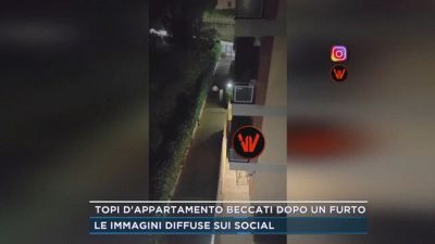 Topi d'appartamento beccati dopo un furto