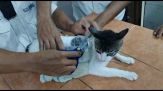 Catturato il "narco-gatto" che portava droga in carcere