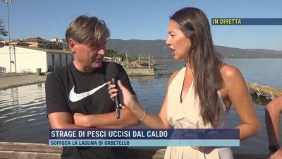 Strage di pesci uccisi dal caldo
