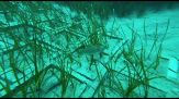 Terna, completato il trapianto di Posidonia oceanica a Terra Mala