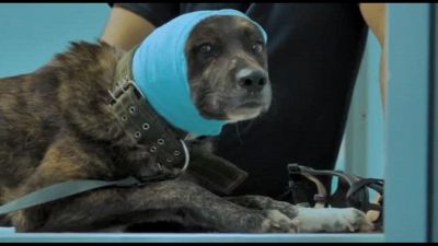 "Altri animali", il doc su veterinari e Sardegna in anteprima a Roma