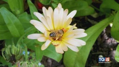 Miele, riso e latte: il clima fa paura