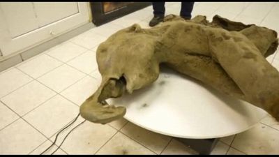 Ritrovato in Russia un cucciolo di mammut di 50.000 anni fa