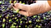 Antonio Mela Mastro oleario d'Oro: una passione di famiglia per l'olio