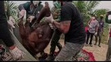 Indonesia, una mamma orango col bebé "evacuati" dall'incendio