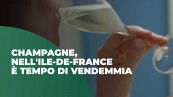 Champagne: nell'Ile-de-France è tempo di vendemmia