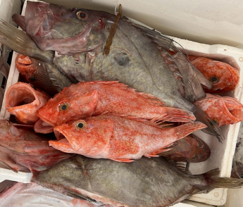 SALAMONE FISH pescheria dettaglio PESCE PORTO EMPEDOCLE AGRIGENTO