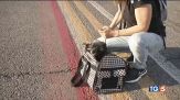 Cani e gatti in volo, da lunedì in cabina